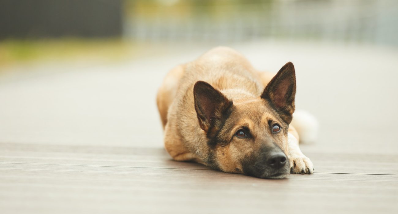 dog-resting-outdoors.jpg