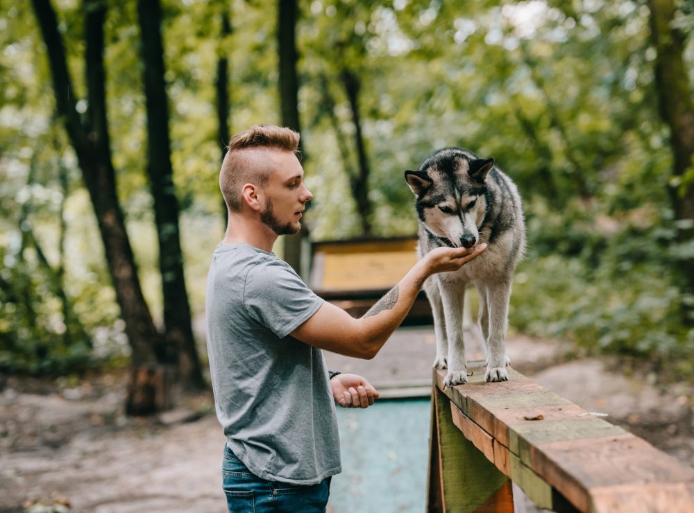 dog-trainer-with-husky-on-dog-walk-obstacle-in-agility-trial-1.jpg